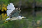 Black-crowned Night-Heron  Black-crowned Night-Heron : Black-crowned Night-Heron