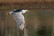 Black-crowned Night-Heron  Black-crowned Night-Heron : Black-crowned Night-Heron