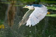 Black-crowned Night-Heron  Black-crowned Night-Heron : Black-crowned Night-Heron