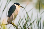 Black-crowned Night-Heron  Black-crowned Night-Heron : Black-crowned Night-Heron