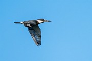 Belted Kingfisher  Belted Kingfisher : Belted Kingfisher