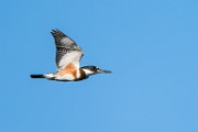 Belted Kingfisher  Belted Kingfisher : Belted Kingfisher