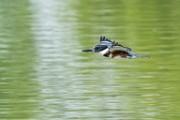 Belted Kingfisher  Belted Kingfisher : Belted Kingfisher