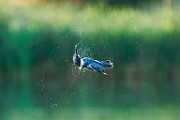 Belted Kingfisher  Belted Kingfisher : Belted Kingfisher