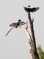 Belted Kingfisher  Belted Kingfisher : Belted Kingfisher