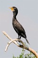 Double-crested Cormorant  Double-crested Cormorant : Double-crested Cormorant