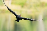 Double-crested Cormorant  Double-crested Cormorant : Double-crested Cormorant