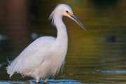 Snowy Egret  Snowy Egret : Snowy Egret