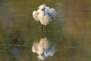 Snowy Egret  Snowy Egret : Snowy Egret