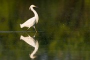 Snowy Egret  Snowy Egret : Snowy Egret