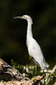 Snowy Egret  Snowy Egret : Snowy Egret