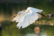 Snowy Egret  Snowy Egret : Snowy Egret