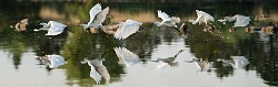 Snowy Egret  Snowy Egret : Snowy Egret
