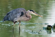Great Blue Heron  Great Blue Heron : Great Blue Heron