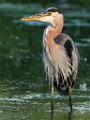Great Blue Heron  Great Blue Heron : Great Blue Heron