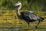 Great Blue Heron  Great Blue Heron : Great Blue Heron