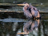 Great Blue Heron  Great Blue Heron : Great Blue Heron