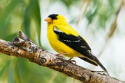 American Goldfinch  American Goldfinch : American Goldfinch