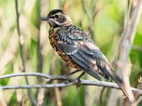 Sage Thrasher  Sage Thrasher : Sage Thrasher