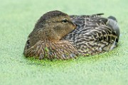 Mallard  Mallard : Mallard