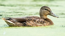 Mallard  Mallard : Mallard