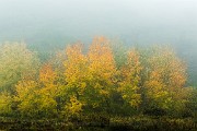 Colorado Fall Colors