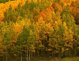 Colorado Fall Colors