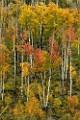 Colorado Fall Colors