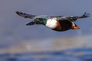 Nothern Shoveler  Nothern Shoveler : Nothern Shoveler