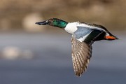 Nothern Shoveler  Nothern Shoveler : Nothern Shoveler