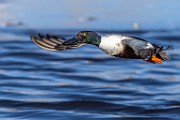 Nothern Shoveler  Nothern Shoveler : Nothern Shoveler