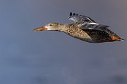 Nothern Shoveler  Nothern Shoveler : Nothern Shoveler