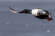 Nothern Shoveler  Nothern Shoveler : Nothern Shoveler