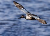 Nothern Shoveler  Nothern Shoveler : Nothern Shoveler