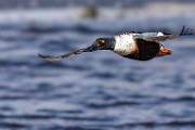 Nothern Shoveler  Nothern Shoveler : Nothern Shoveler