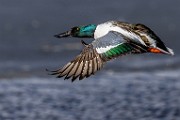 Nothern Shoveler  Nothern Shoveler : Nothern Shoveler