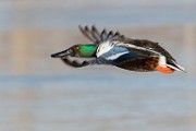 Colorado Birds  Northern Shoveler : Northern Shoveler