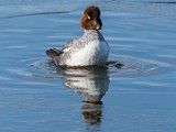 Colorado Birds  Common Goldeneye - Female : Common Goldeneye - Female