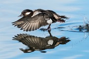 Colorado Birds  Bufflehead - Female : Bufflehead - Female