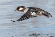 Colorado Birds  Bufflehead - Female : Bufflehead - Female