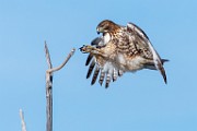Colorado Birds  Red-tailed Hawk : Red-tailed Hawk