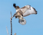 Colorado Birds  Red-tailed Hawk : Red-tailed Hawk
