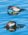 Colorado Migratory Birds 35