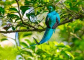 Costa Rica  Resplendent Quetzal - Male : Resplendent Quetzal - Male