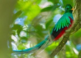 Costa Rica  Resplendent Quetzal - Male : Resplendent Quetzal - Male