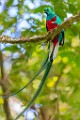 Costa Rica  Resplendent Quetzal - Male : Resplendent Quetzal - Male