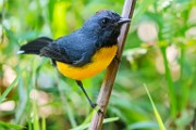 Costa Rica  Slate-throated Redstart : Slate-throated Redstart