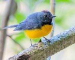 Costa Rica  Slate-throated Redstart : Slate-throated Redstart