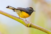 Costa Rica  Slate-throated Redstart : Slate-throated Redstart