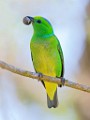Costa Rica  Golden-browed Chlorophonia : Golden-browed Chlorophonia